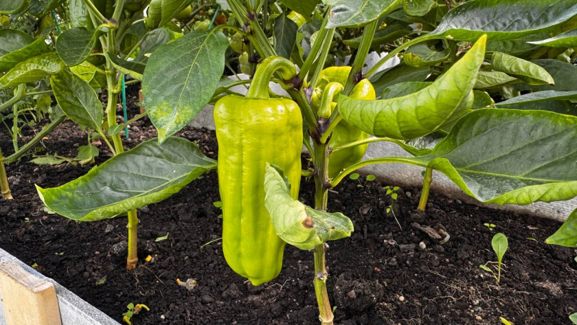    Первый городской канал Калининград