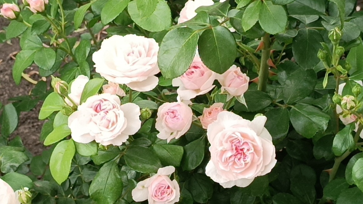 Роза Синдерелла (Cinderella) 