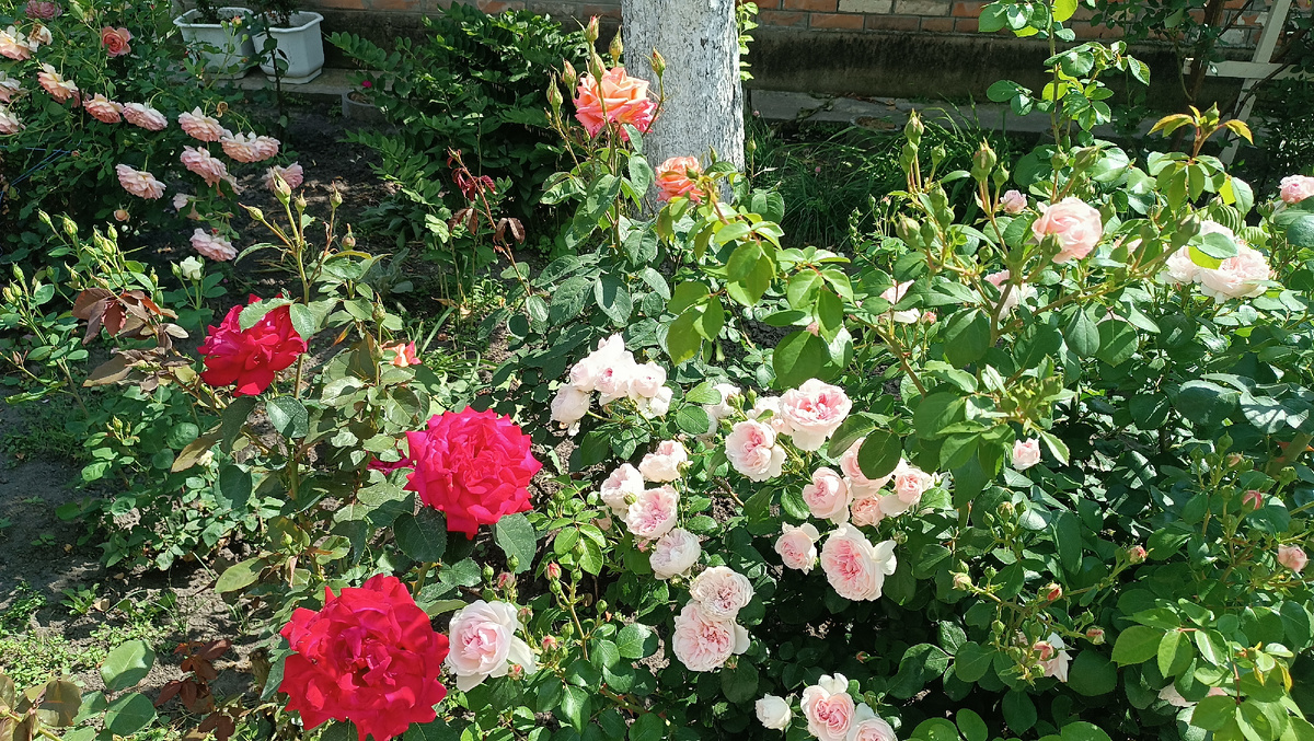 Роза Синдерелла (Cinderella) 