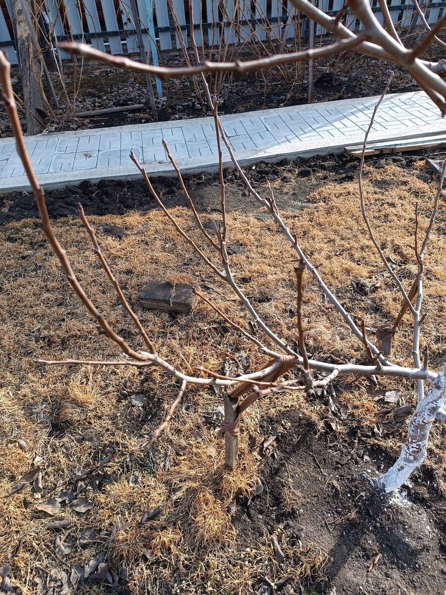 Оттянутая ветка. 