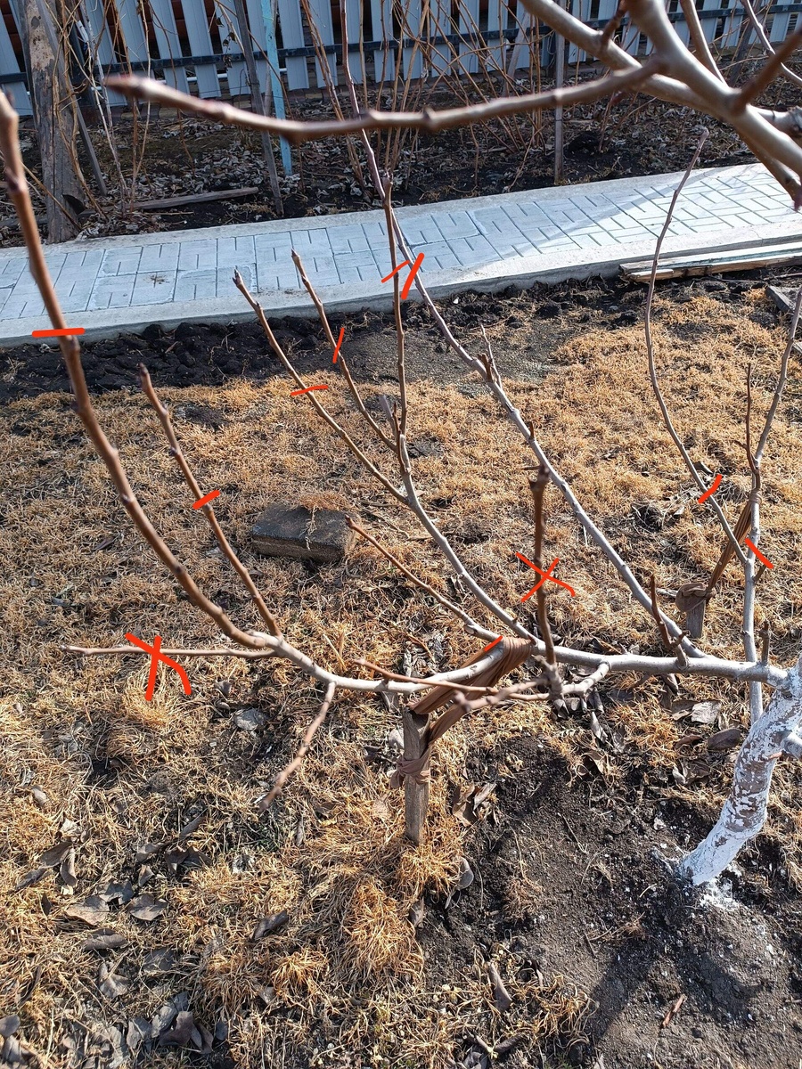 Корректировка роста побегов. 