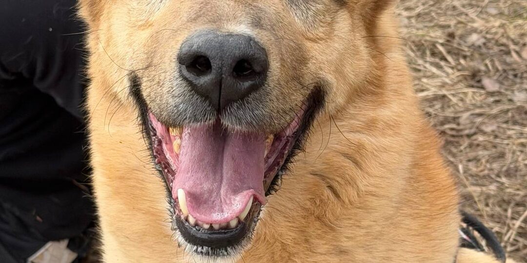 🎈Приглашаем волонтеров