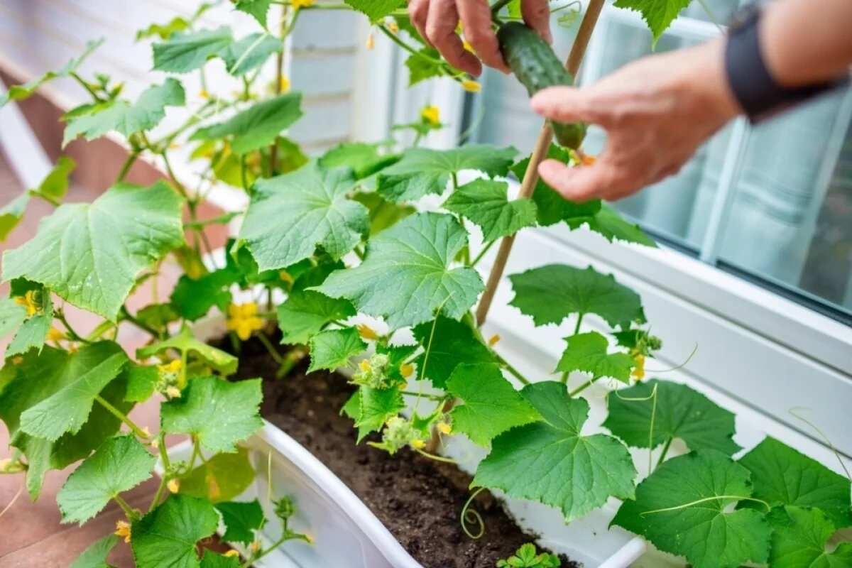    Эти дни — зона риска.