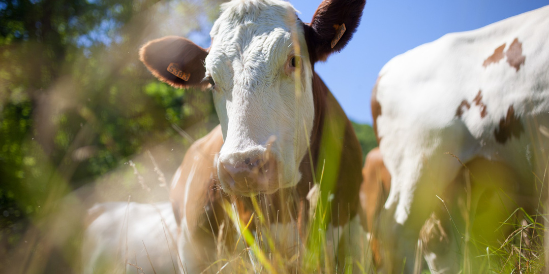 Неизученная форма ящура распространяется в Китае у границы с Сибирью: есть ли опасность для России