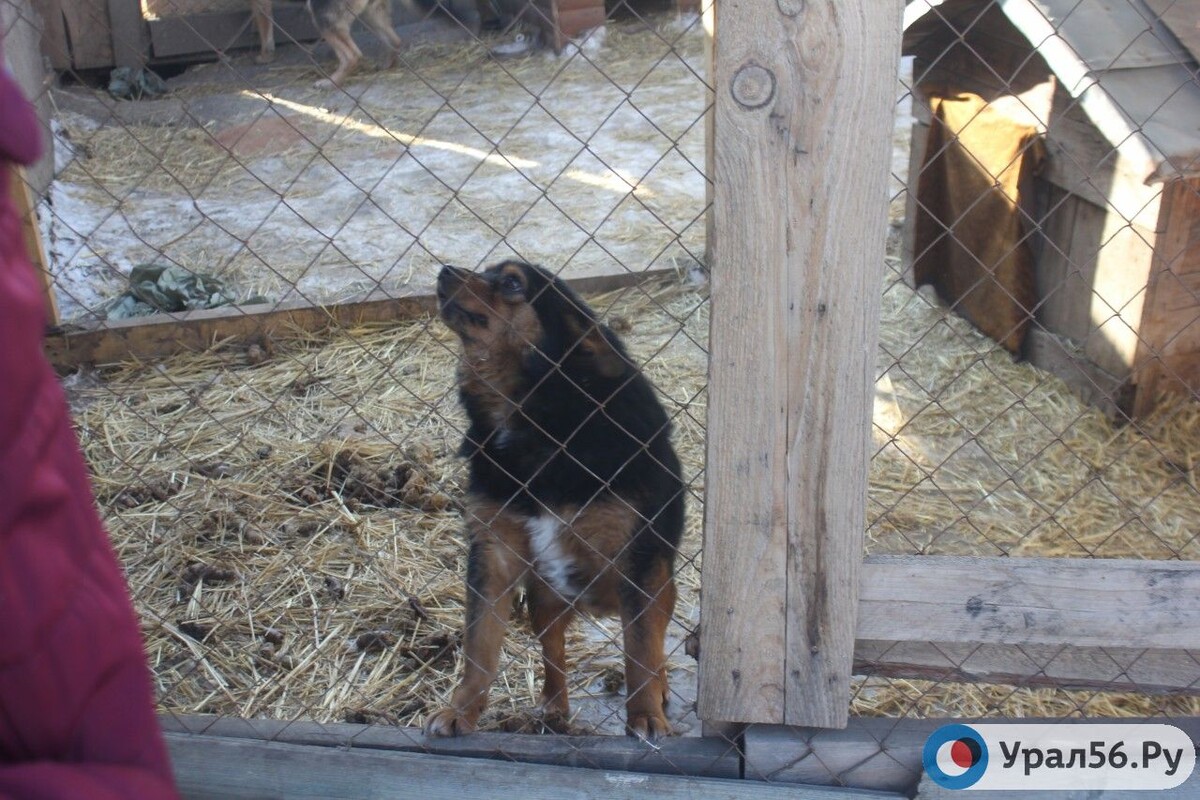    В Оренбургской области выявлено 18 очагов бешенства животных