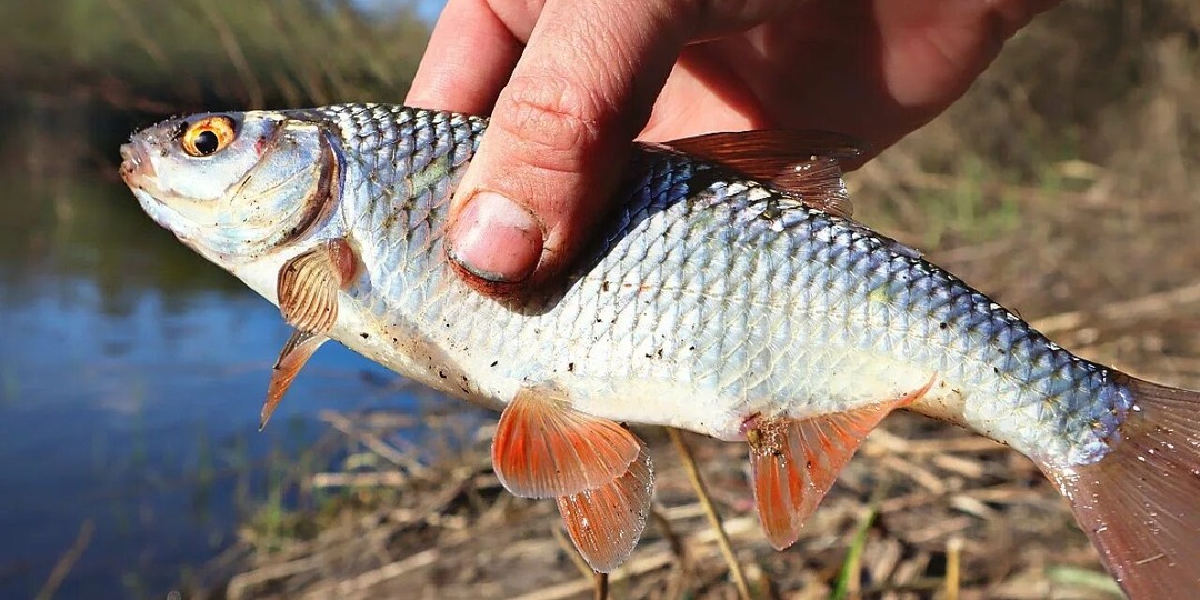 Как ловить плотву в апреле? Секреты профессионального рыболова.