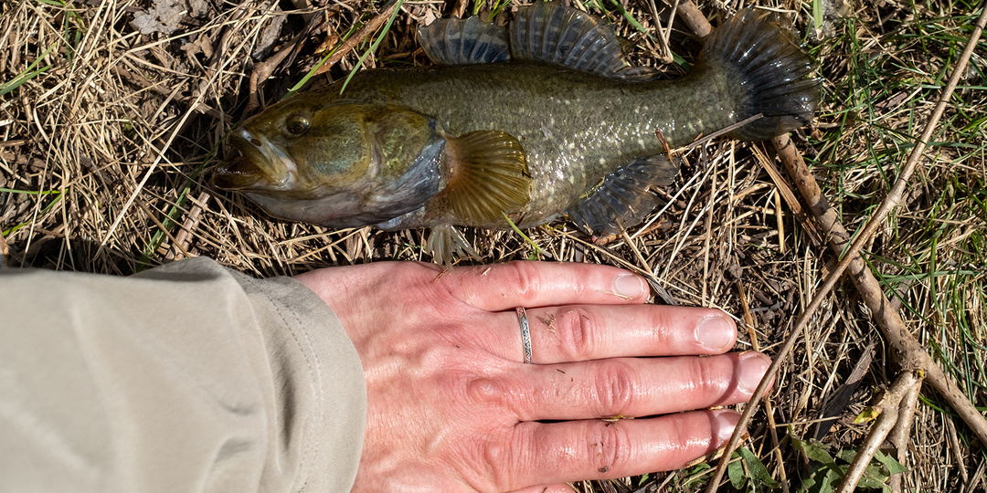 Секреты ловли ротана в апреле. Как на что и где ловить головешек весной?
