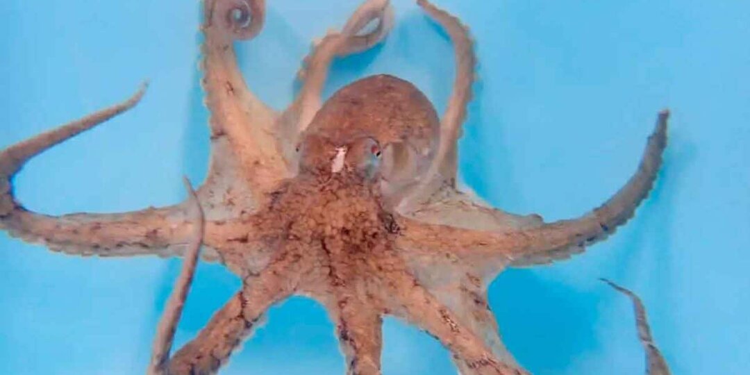 У самцов осьминогов нашли «любимую» руку, которую они оберегают сильнее остальных конечностей