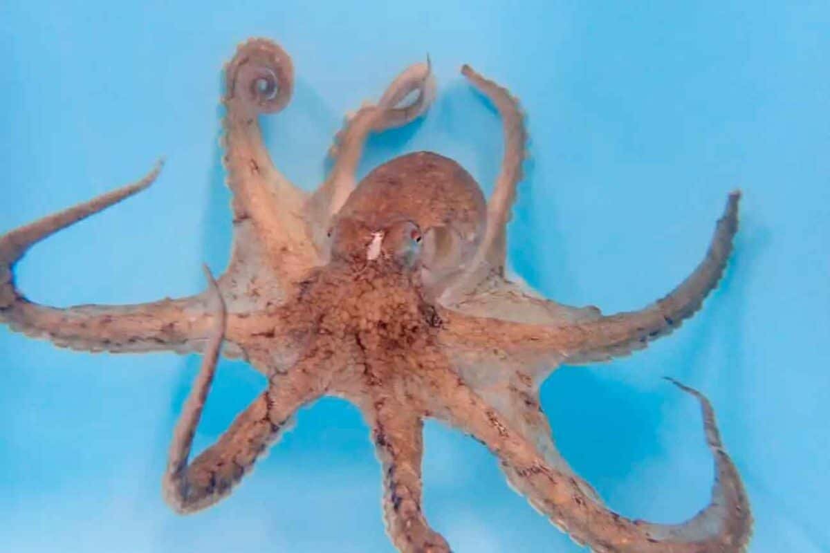    Самец Amphioctopus fangsiao со свернутым гектокотилем (вверху слева) / © Keijiro Haruki