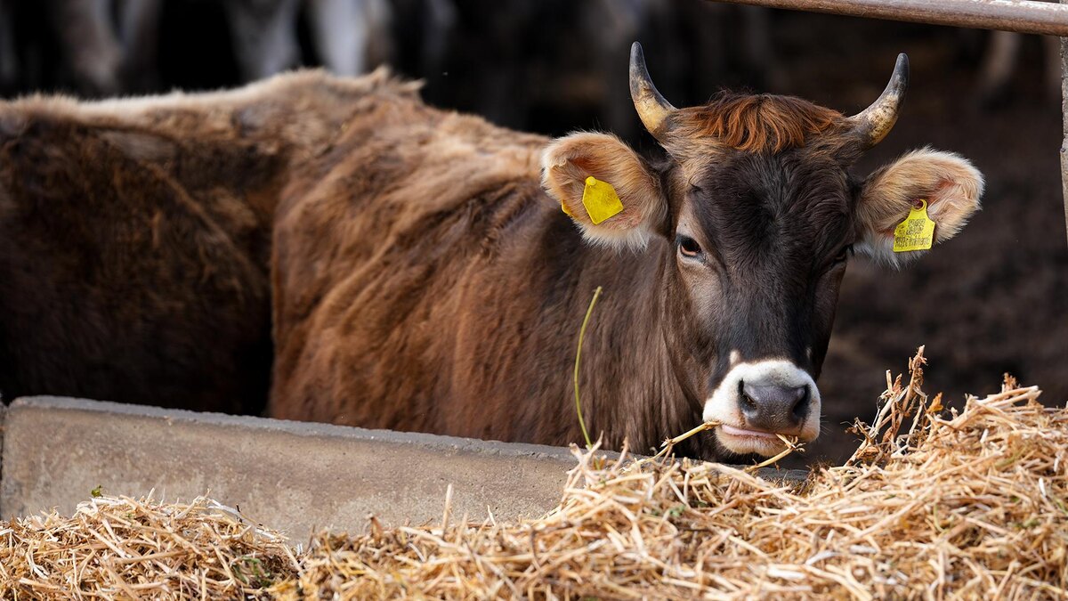    Фото: ИЗВЕСТИЯ/Эдуард Корниенко