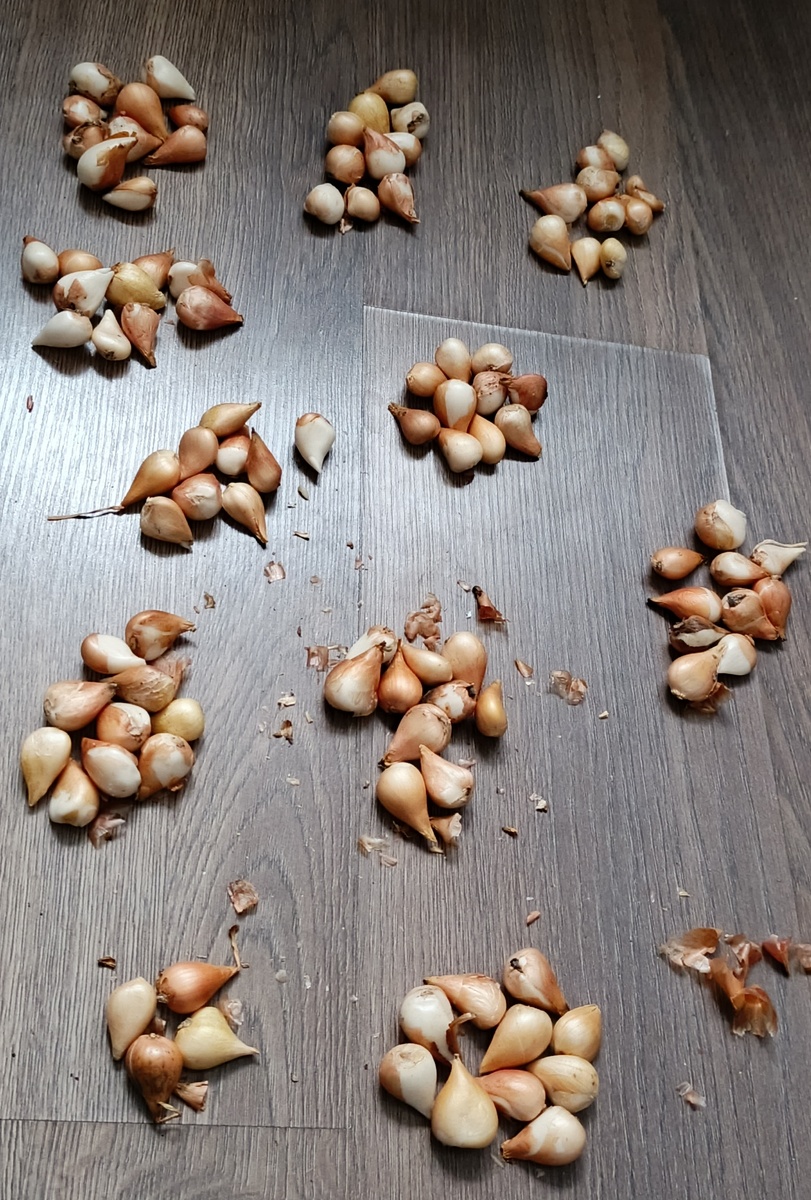 Разложила, посчитала. Продавец на несколько луковичек больше положила, так что отзыв я ей хороший написала.