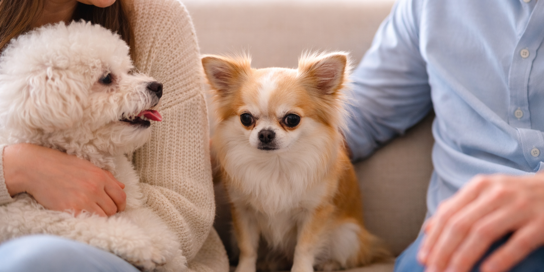 Чихуахуа и ревность: правда, о которой редко говорят