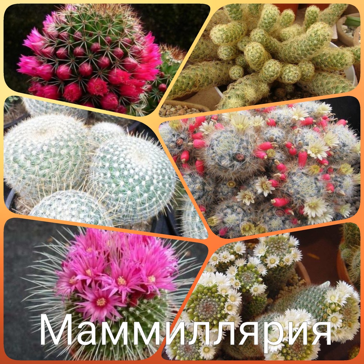 1. Маммилярия (Mammillaria)Очень популярный вид кактуса, к тому же  часто продается в супермаркетах и интрнет-магазинах. Маммилярии легко зацветают, если им давать много солнечного света и зимой отправлять на прохладный и сухой отдых. Некоторые маммилярии со временем вырастают до больших размеров, а другие виды остаются компактными, в зависимости от разновидности кактуса маммилярия часто цветёт целым венцом соцветий.