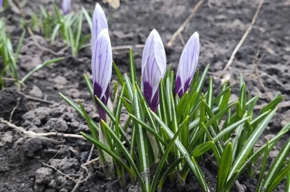    Воздух в Воронежской области прогреется до +20° в первые выходные апреля