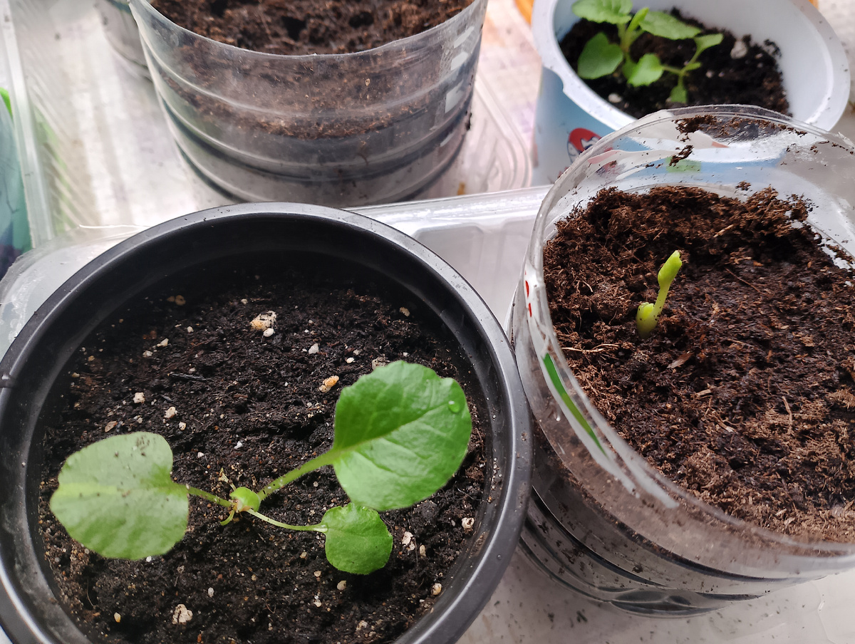 Примулы и лютик