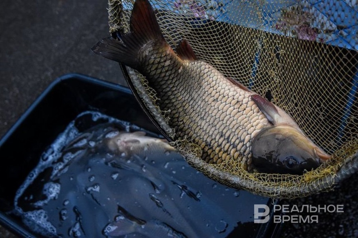   Олег Тихонов / realnoevremya.ru