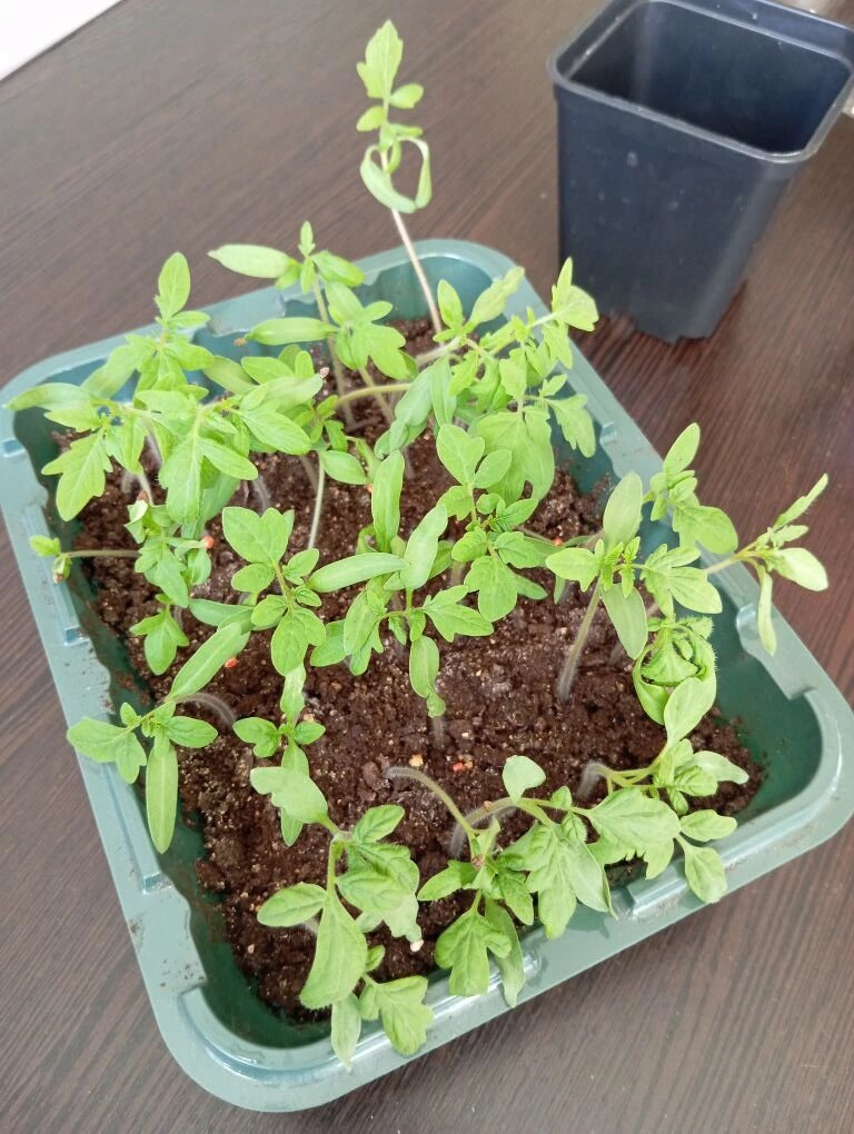 Мои крассавчики, готовые к пересадке