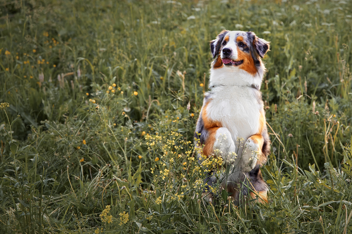 Всего пару секунд в траве и сразу +5 неучтенных жителей