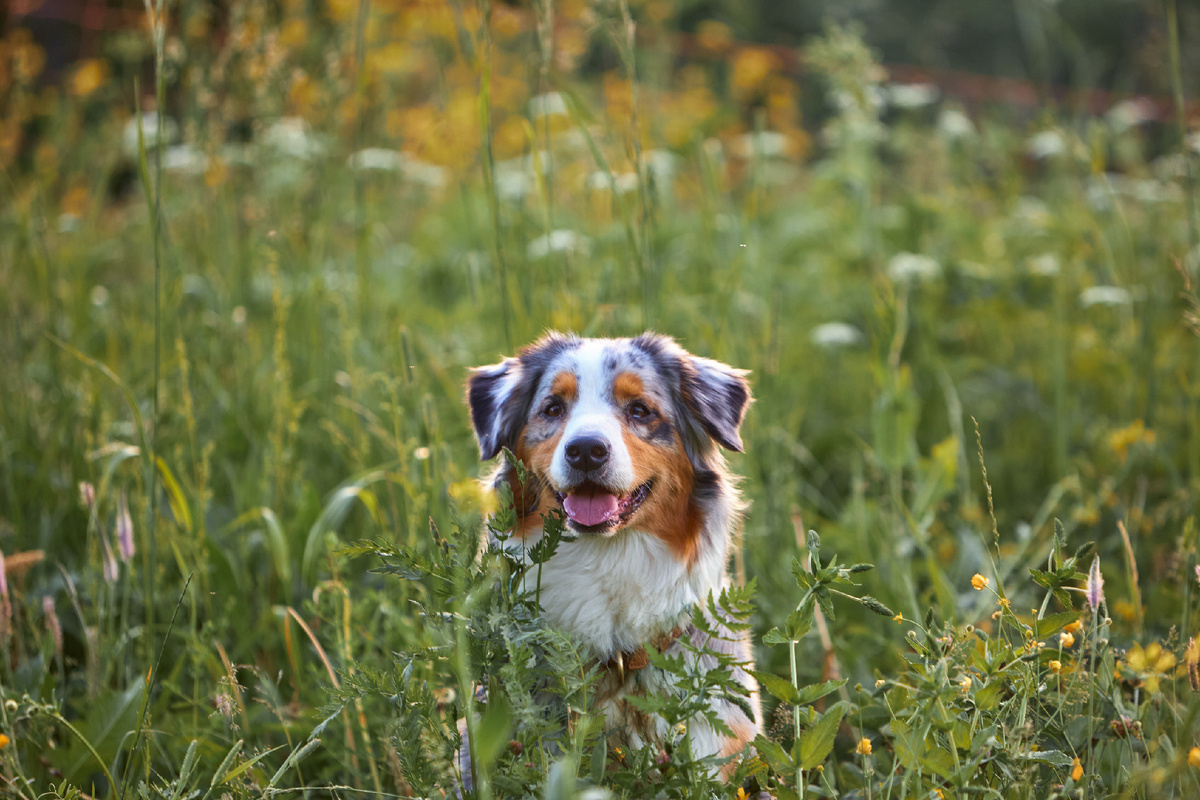 Сначала гуляет по траве, а потом раскидывает клещей по кровати