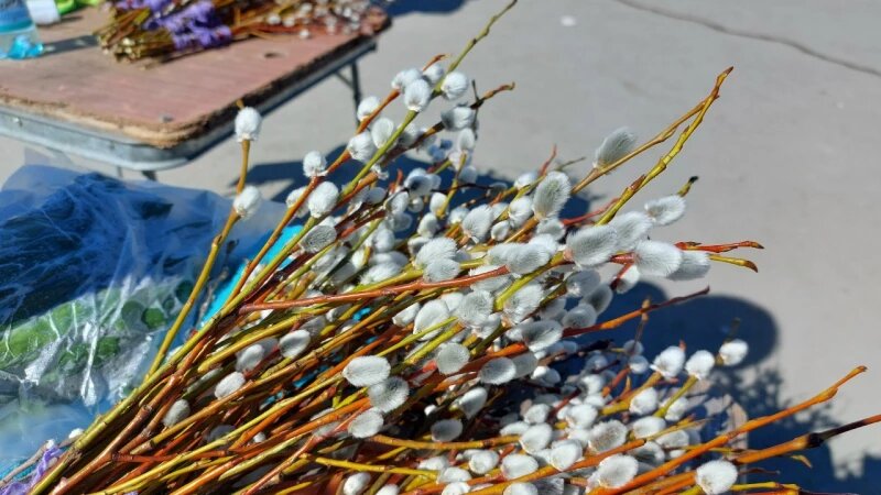     Верба. Анна Зайкова