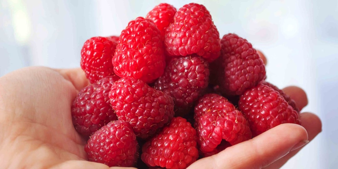 🚀 ПЕРВЫЕ РАБОТЫ НА МАЛИНЕ ВЕСНОЙ – ИНСТРУКЦИЯ ОТ АГРОНОМОВ «САДОВ РОССИИ