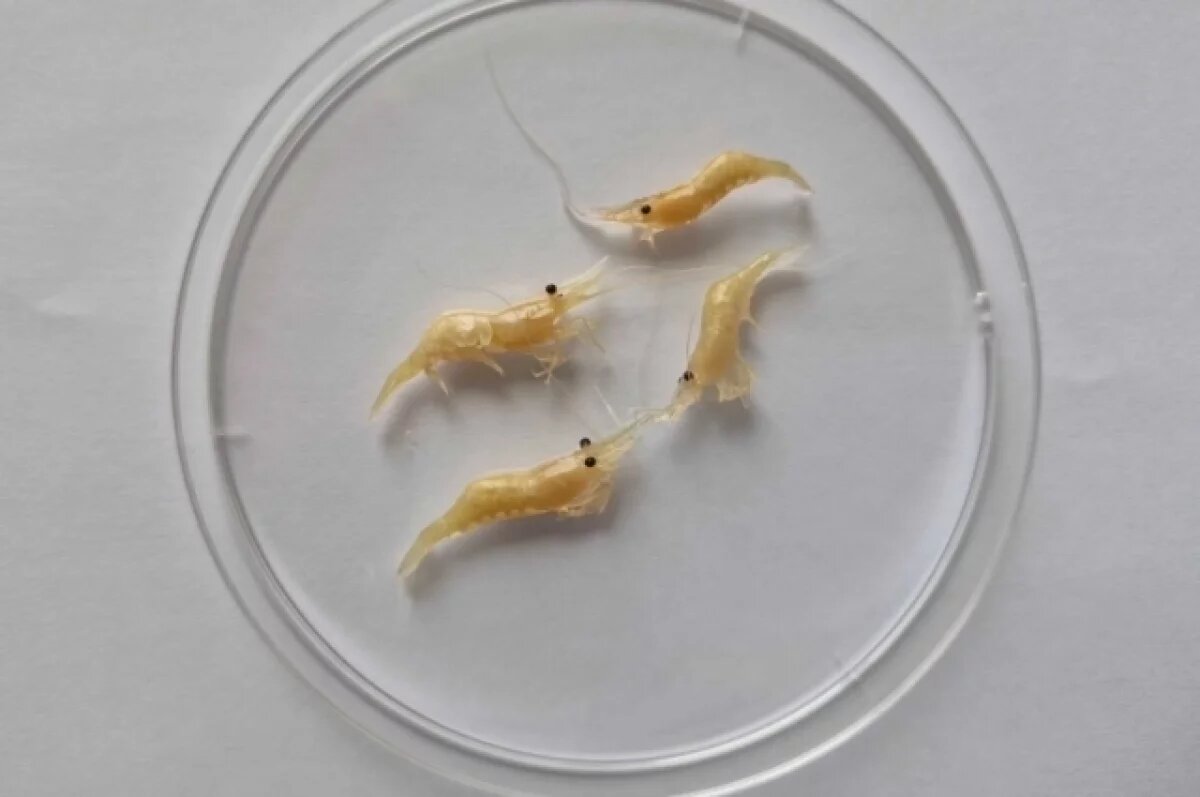    В Азовском море поселилась дальневосточная креветка