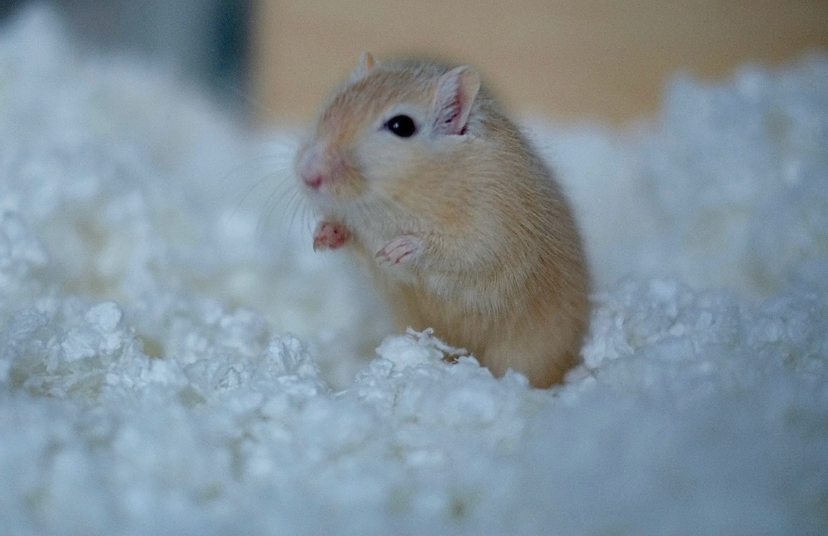 Песчанка в мягком целлюлозном наполнителе.