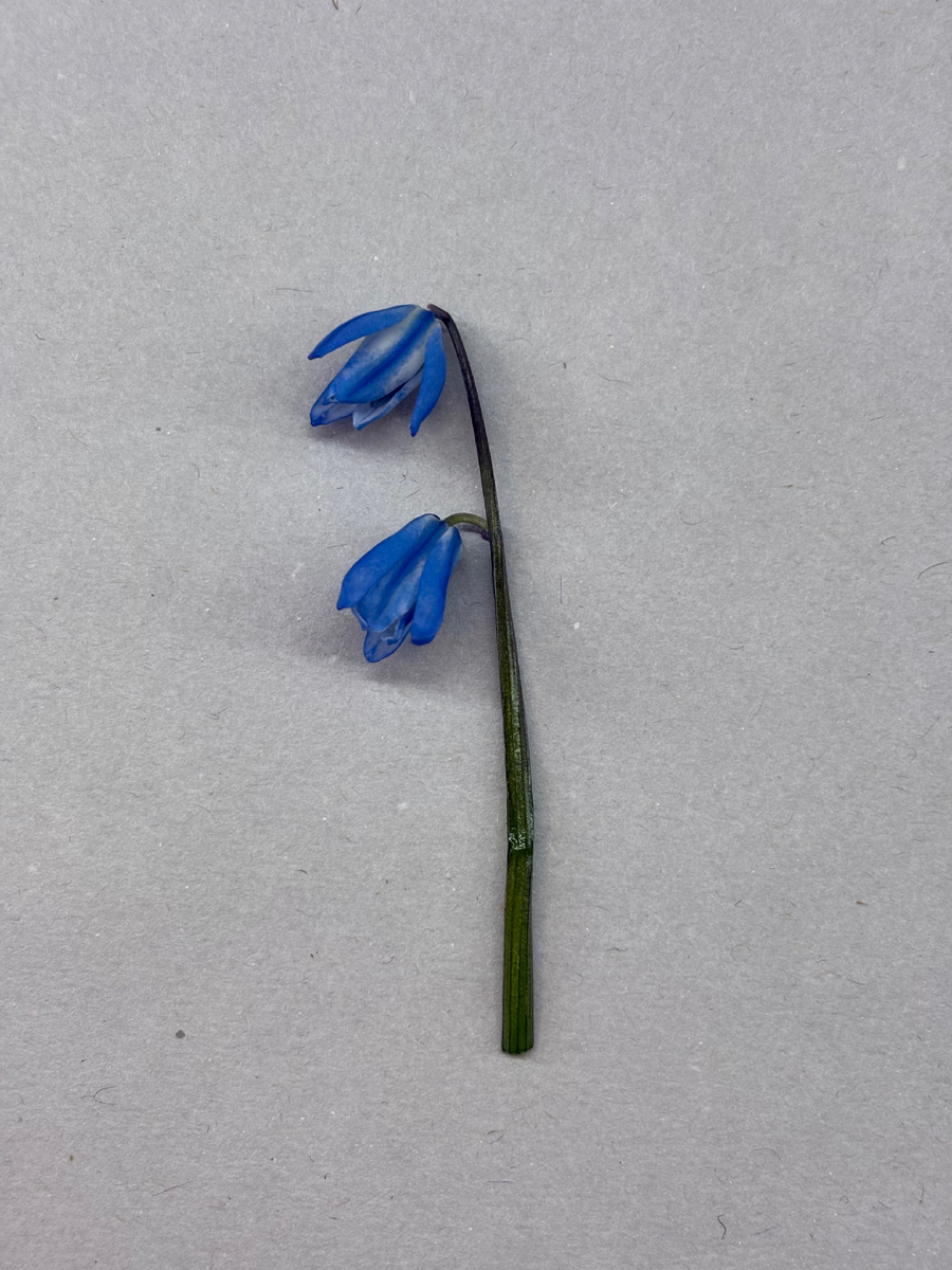 Вечером, сразу после того, как сорвали