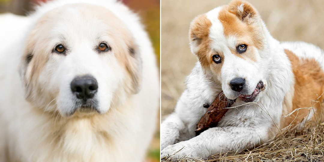 10 собак с выраженным охранным инстинктом и природной настороженностью