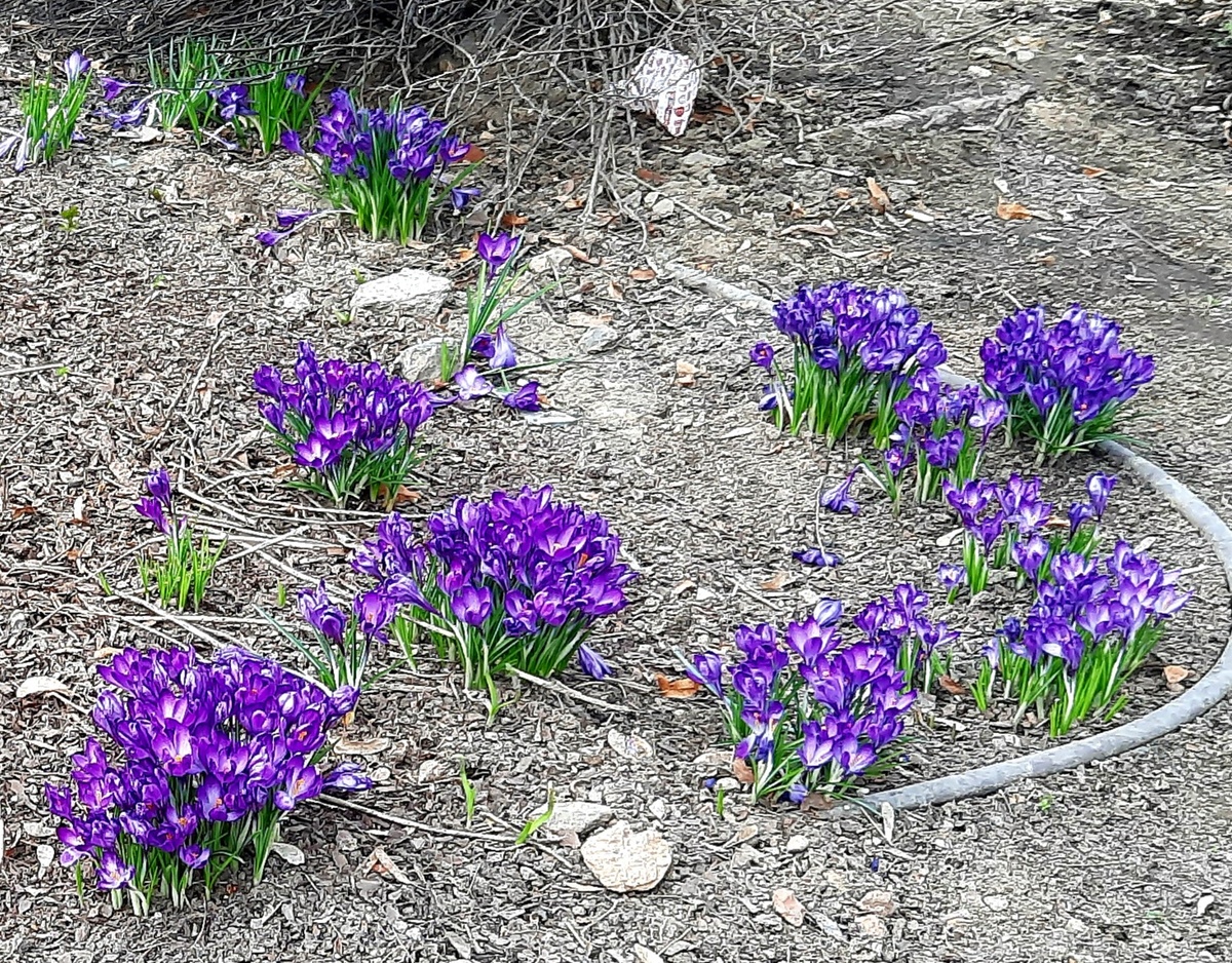 Фото автора. Московские крокусы.