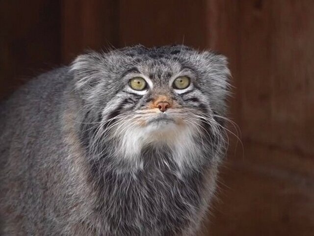    Фото: MAX/"Московский зоопарк"