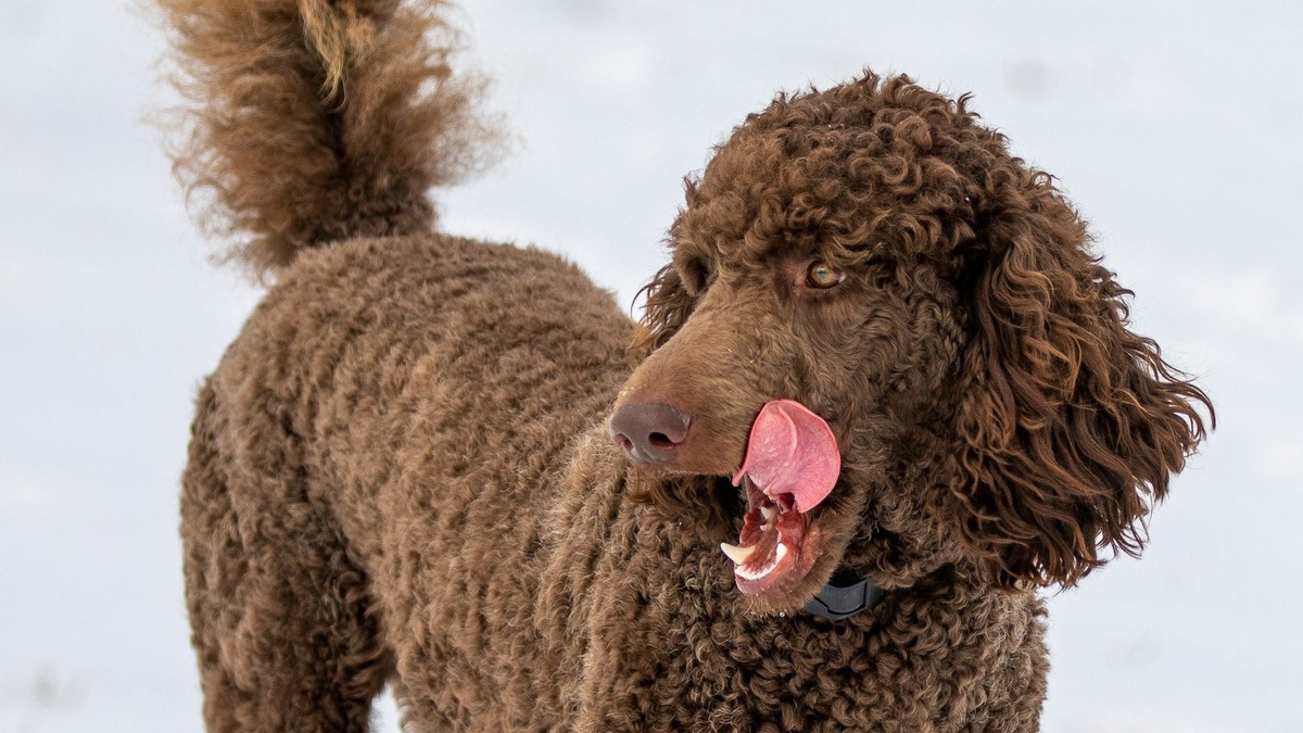    Проявление высокого интеллекта у собак может быть многогранным и не всегда очевидным