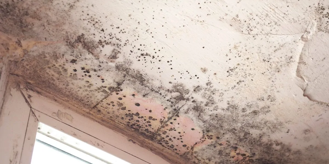 Как избавиться от плесени на стенах в квартире: полное руководство