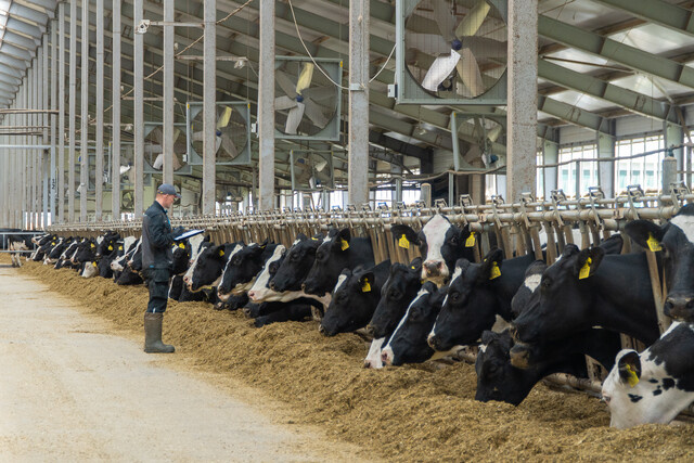 Тверские животноводы достигли рекордных надоев - 680 тонн молока в сутки