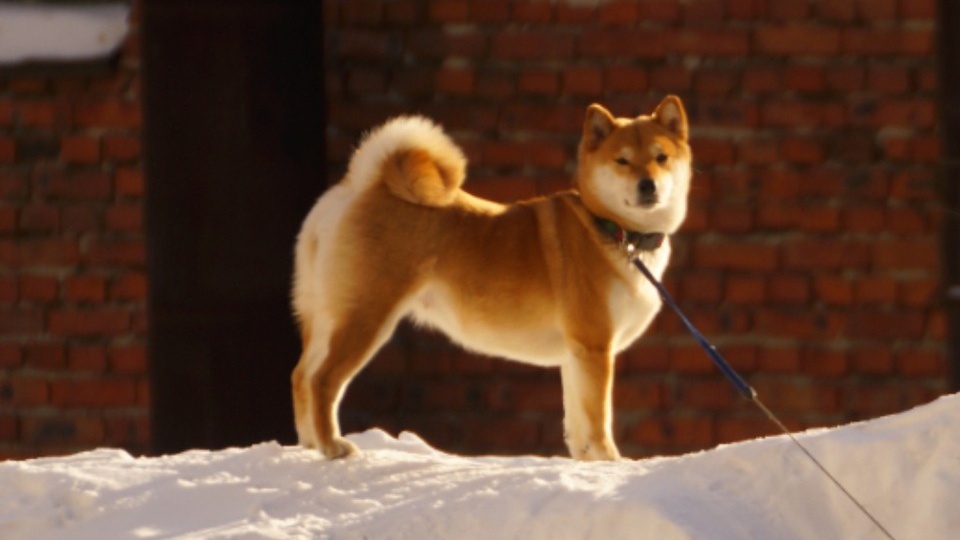 В Новосибирске суд не смягчил приговор живодеру за убийство акита-ину