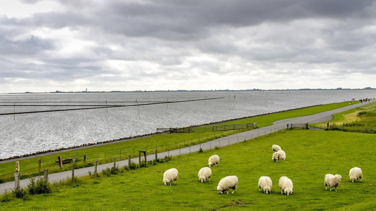 Привычная картина в северной Германии- овцы на дамбе. Они уничтожают траву и плотно утаптывают грунт.