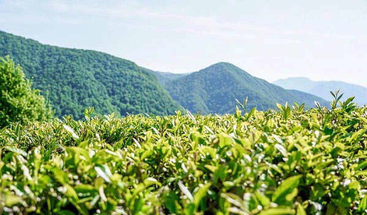    Фото пресс-службы администрации Сочи