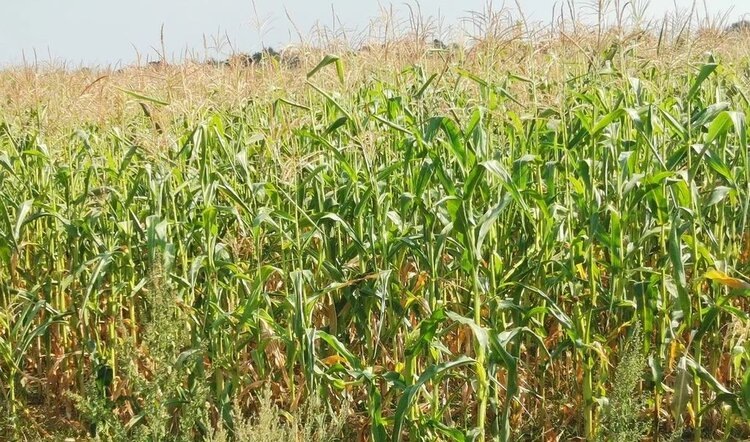    Фото: Лукьянов Дмитрий, AgroXXI.ru