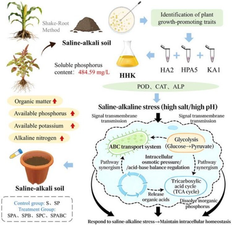     Разработан многофункциональный консорциум фосфаторастворяющих бактерий для улучшения засоленных щелочных почв
