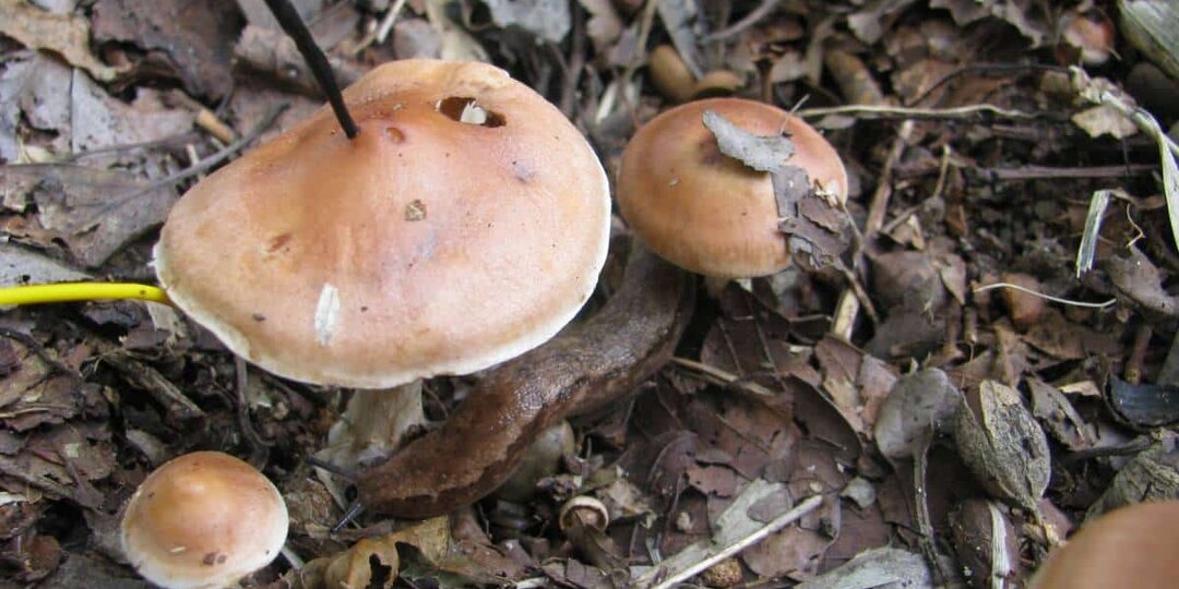 Грибы обменялись информацией о поливе водой и мочой