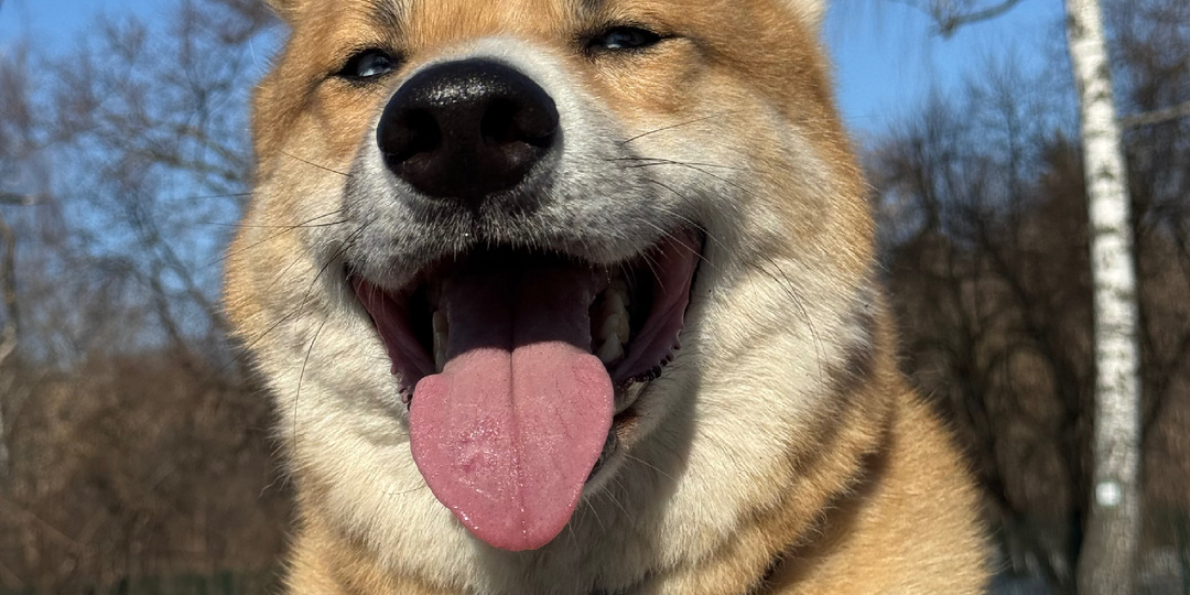 Социализация собаки в городе: чего все с этим так носятся и действительно ли это нужно ?!