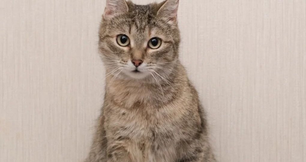 Смешная нежнятина Запеканка от #найдидруга_4апреля