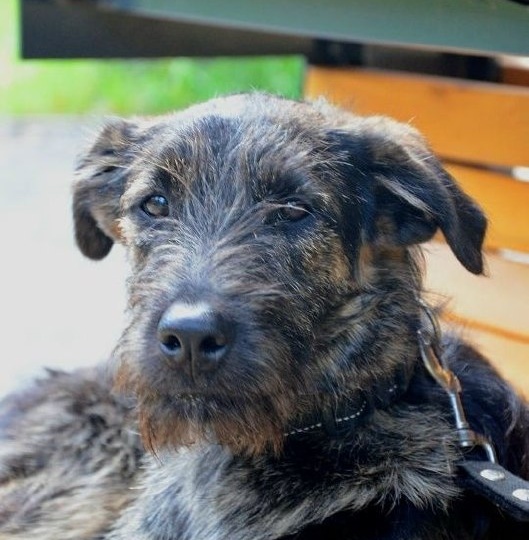 #найдидруга_4апреля ждет Забара, чтобы исправить ту несправедливость, которая была допущена его бывшей хозяйкой и найти ему хорошего