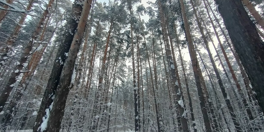 «Черного лесоруба» в Башкирии заочно приговорили к двум годам колонии