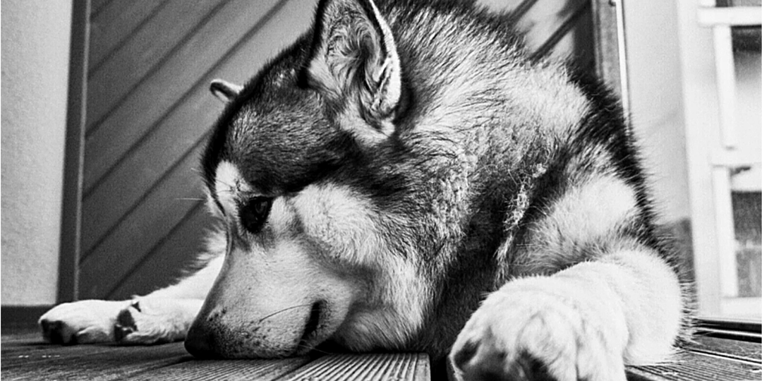 В клинике сказали, что шансов нет: собаку нашли на трассе в -50, а сейчас у нее важная должность