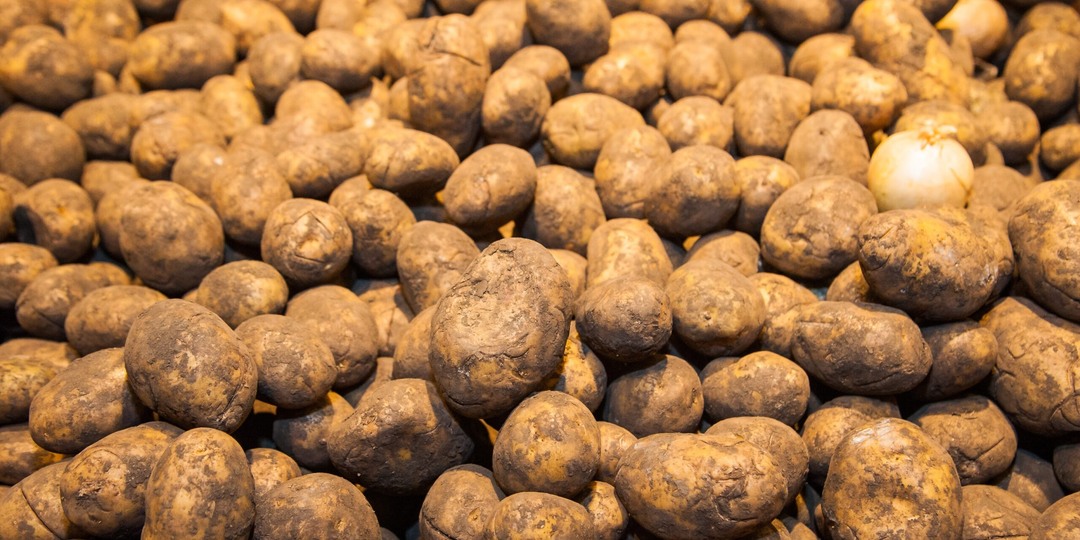 Бурую бактериальную гниль обнаружили в волгоградском картофеле