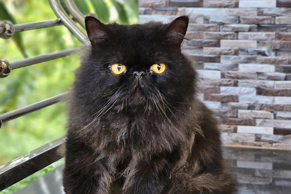 Nishad NL / Shutterstock / FOTODOM📷Персидская кошка