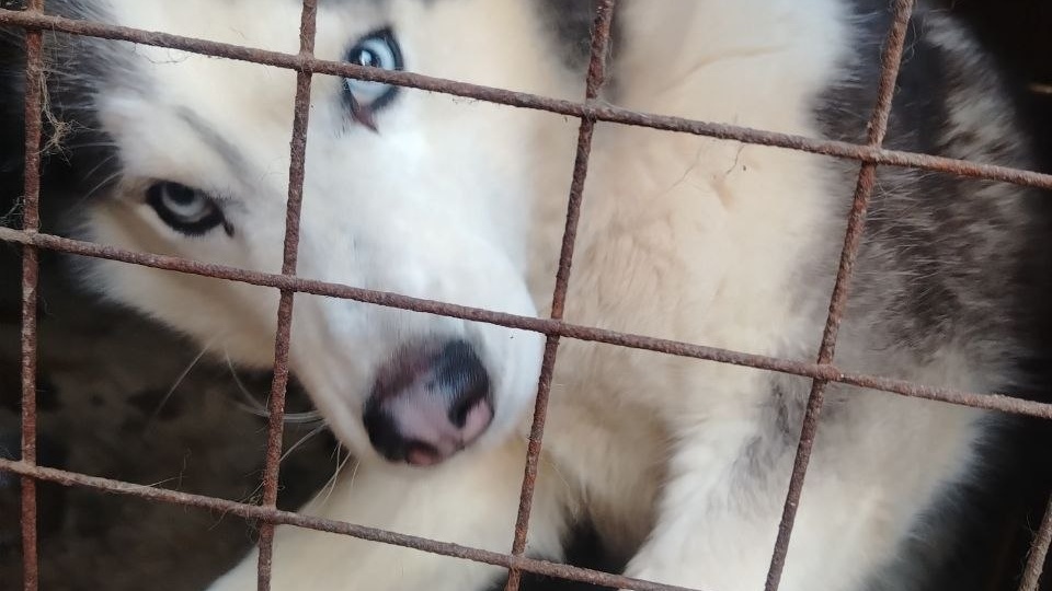 Истории хвостиков. Майя❤