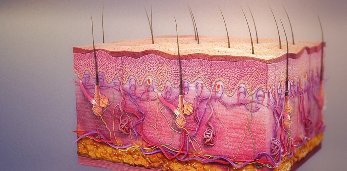 Кожа млекопитающих – сложный многослойный орган
