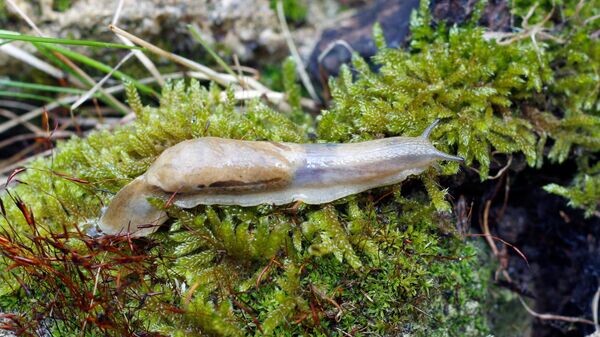    © Сергей Леонов